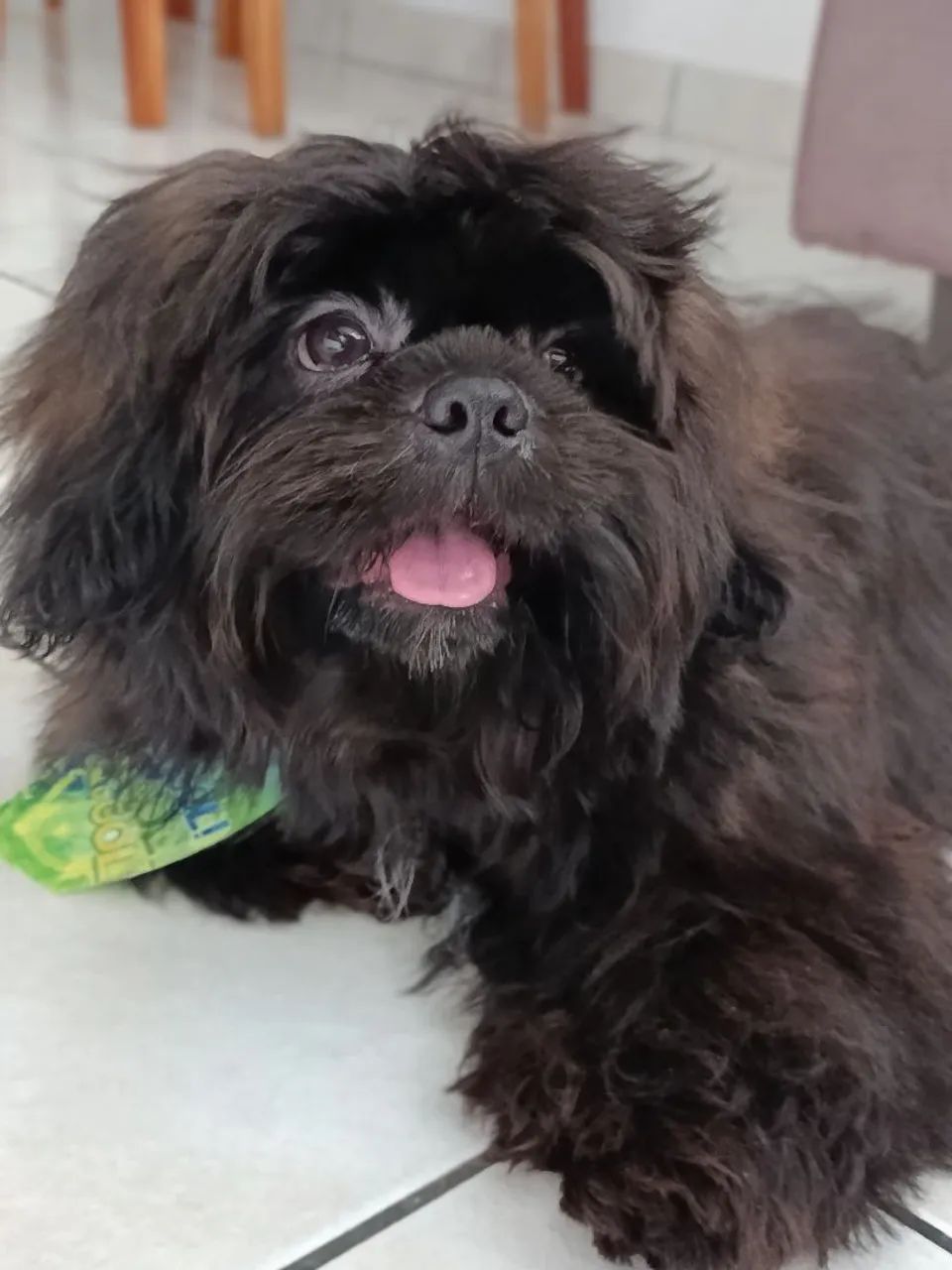 Shihtzu macho - Foto 2