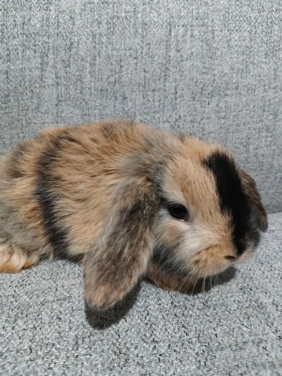 Coelhos  - Foto 3