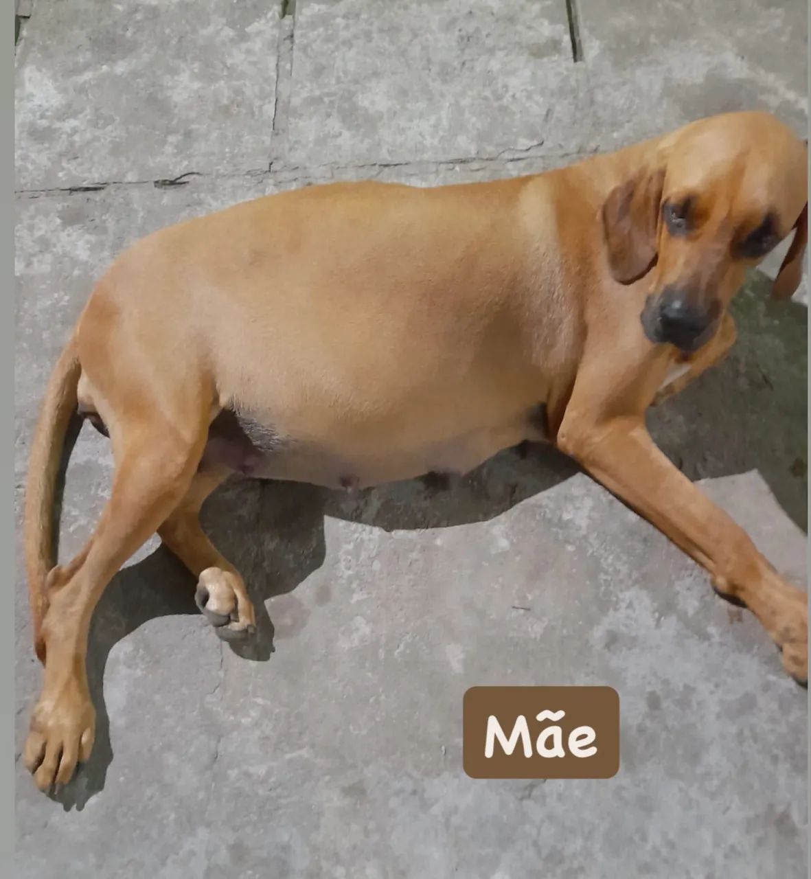 Fila Brasileiro - Foto 5