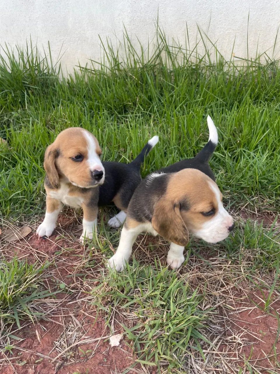 Beagle filhotes lindos e bem cuidados