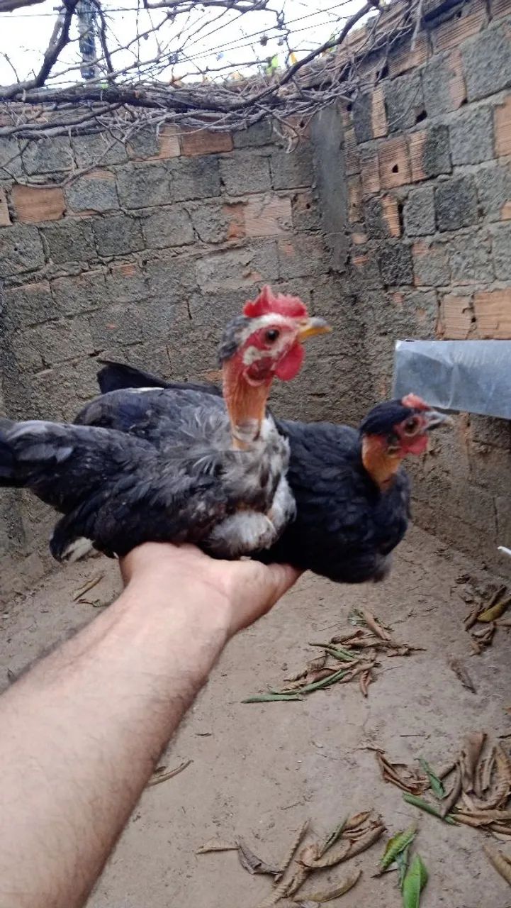 Flango e frangua Nagasaki 