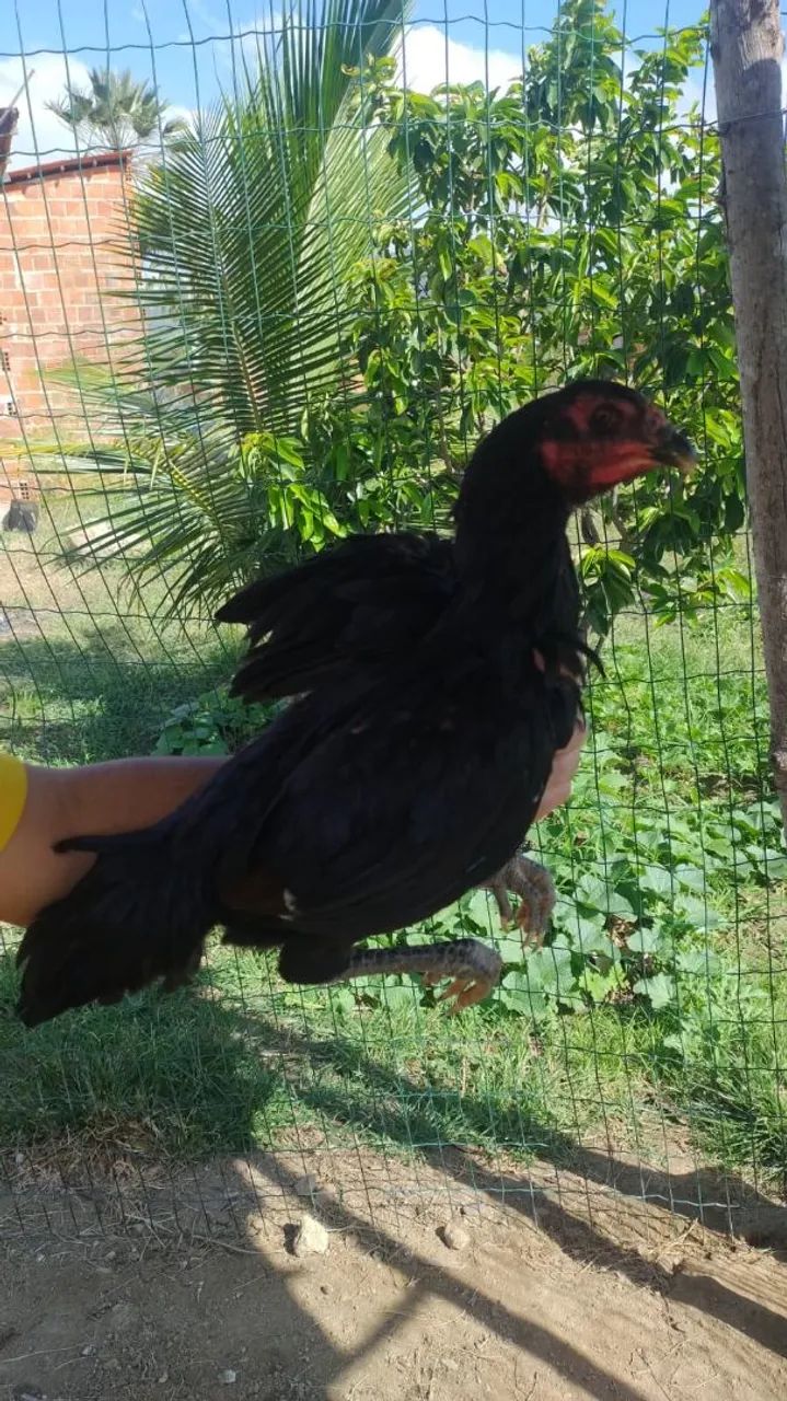 Franga - Foto 2