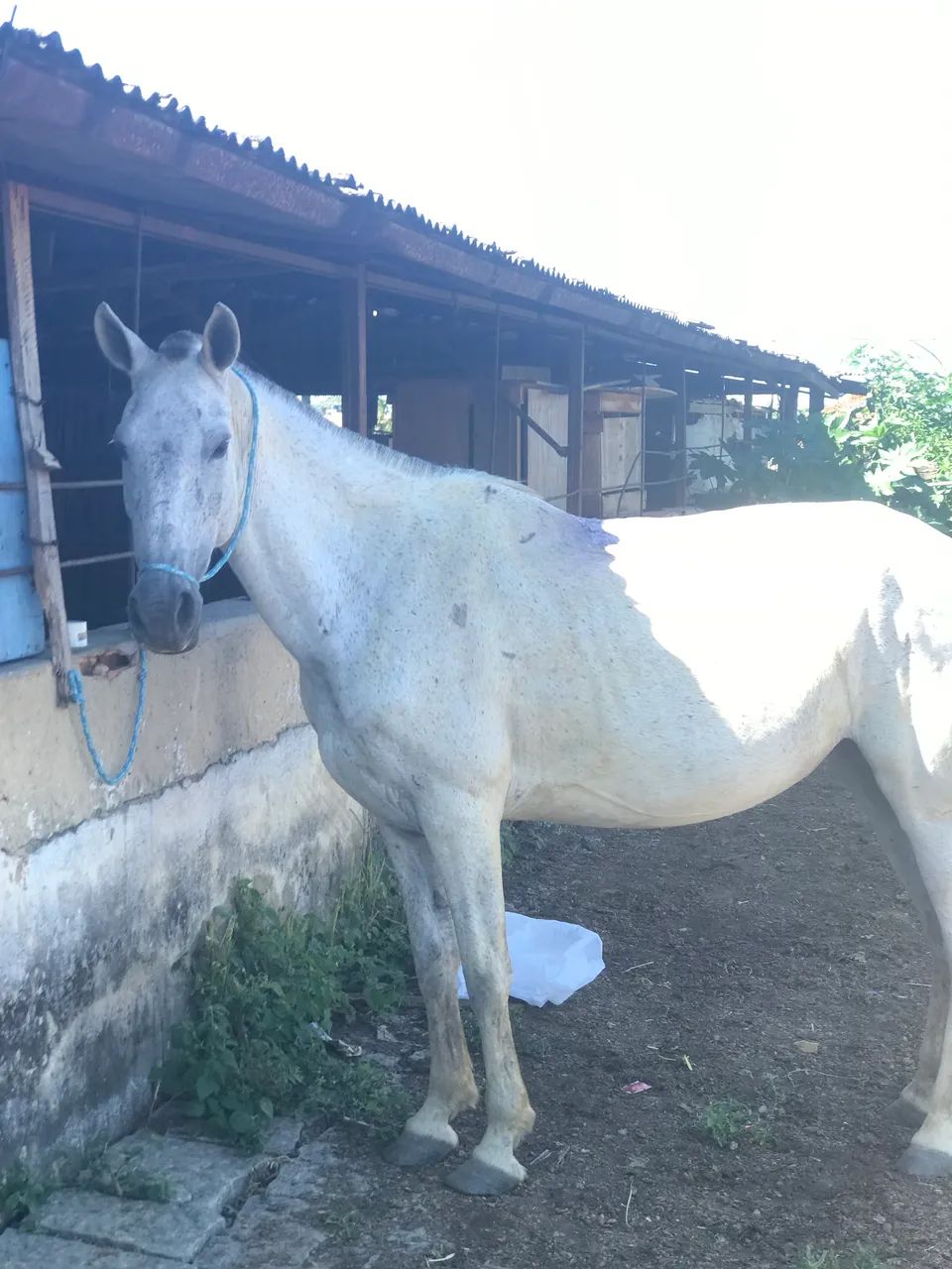 Égua marcha picada bom para criança andar - Foto 2