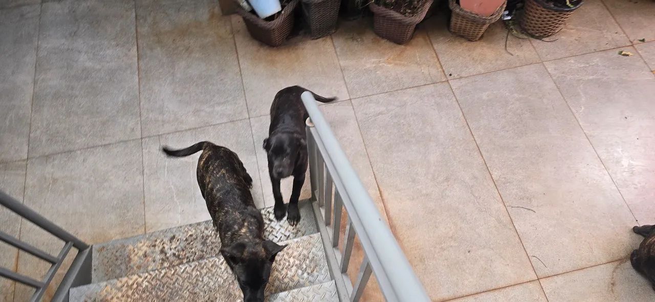 Cane Corso,  fêmea disponível, filhote  - Foto 3