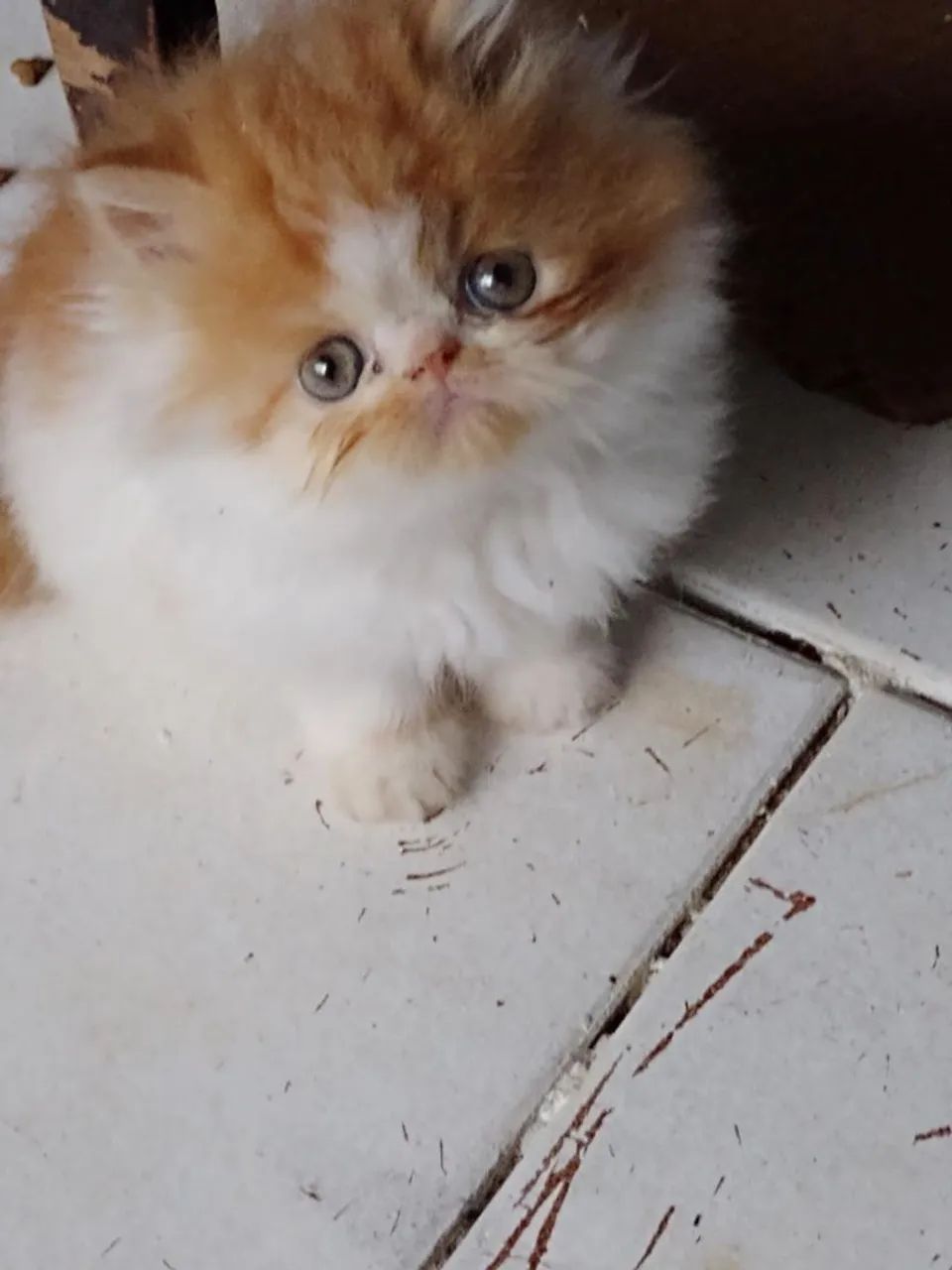 Gato persa - Foto 2