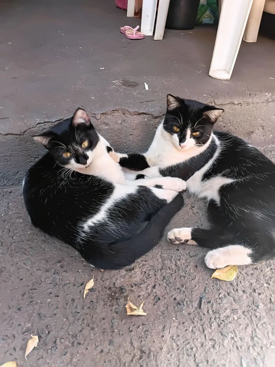 Doação  - Foto 4