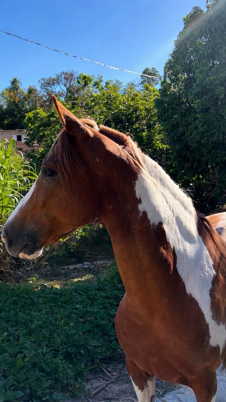 Cavalo pampa de macha batida - Foto 2