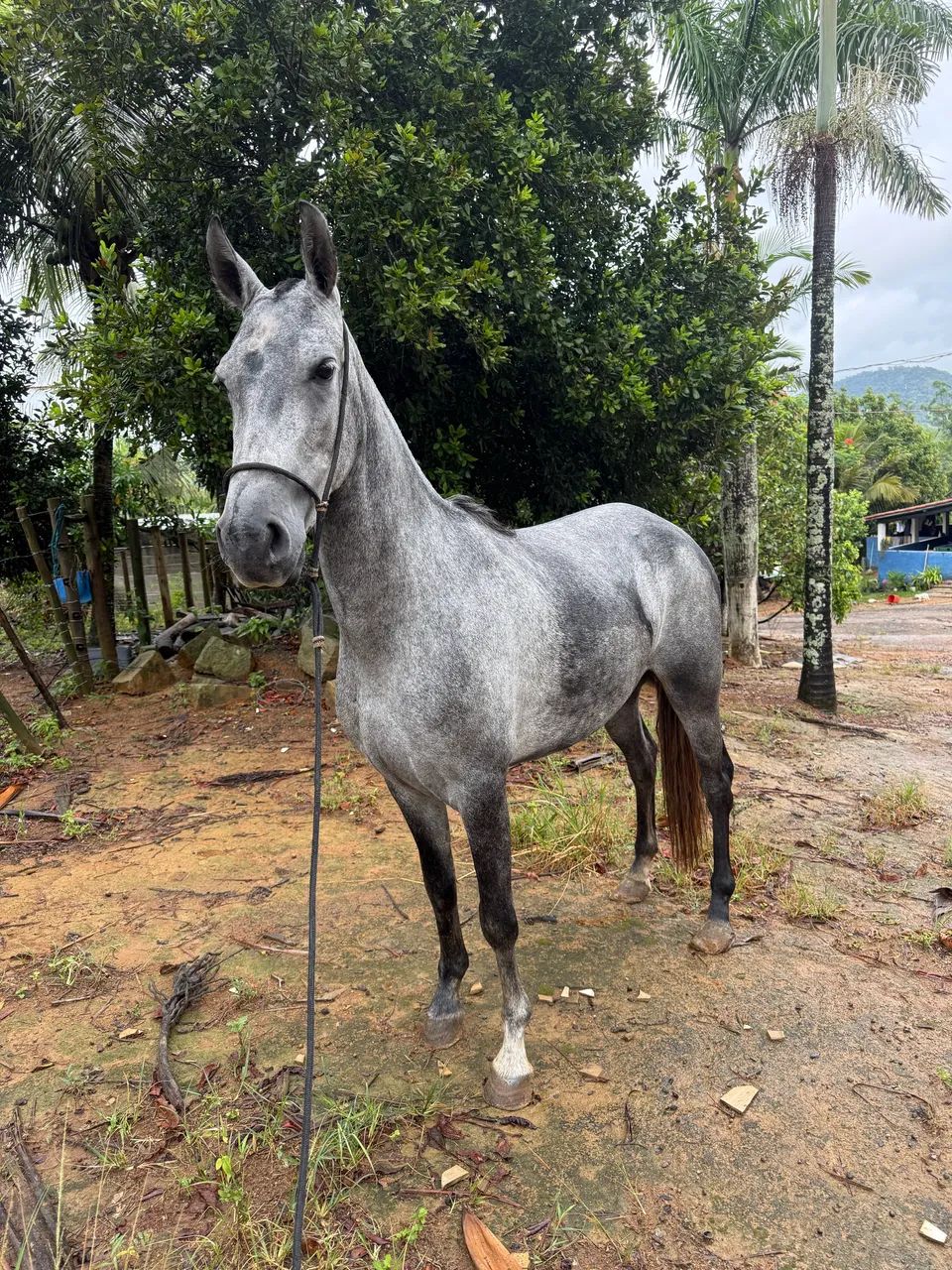 Égua Mangalarga Marchador - Foto 2