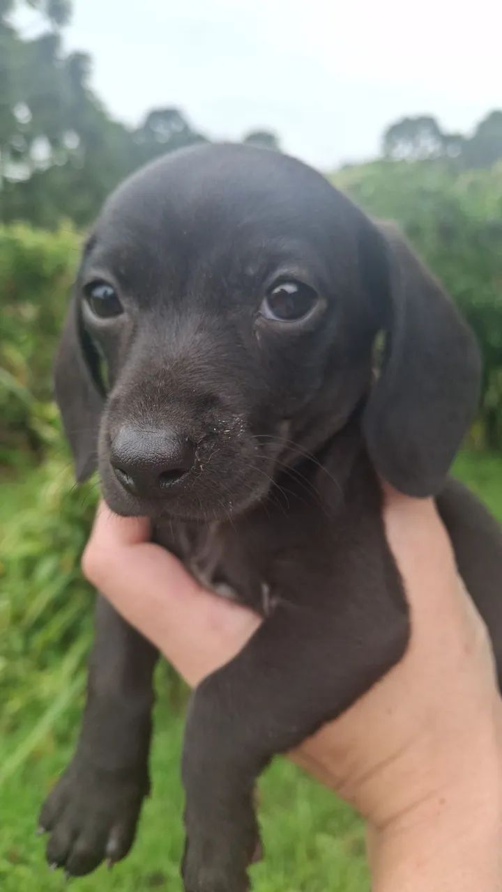 Dachshund