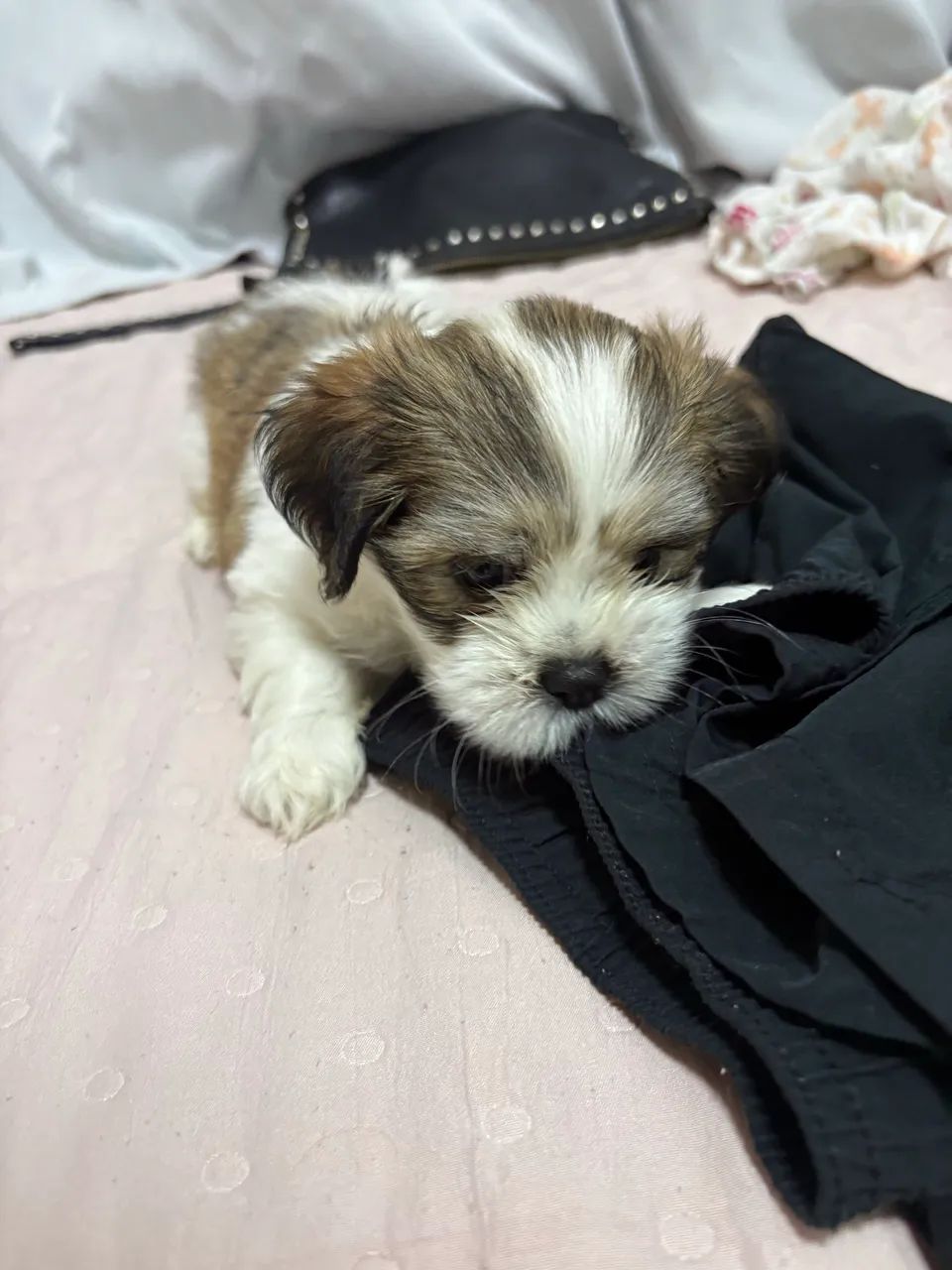 Shih tzu  - Foto 3