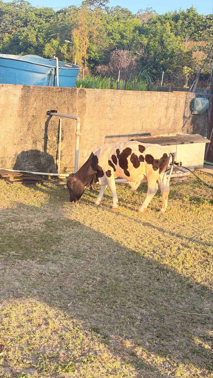 Mini Bezerro! - Foto 2