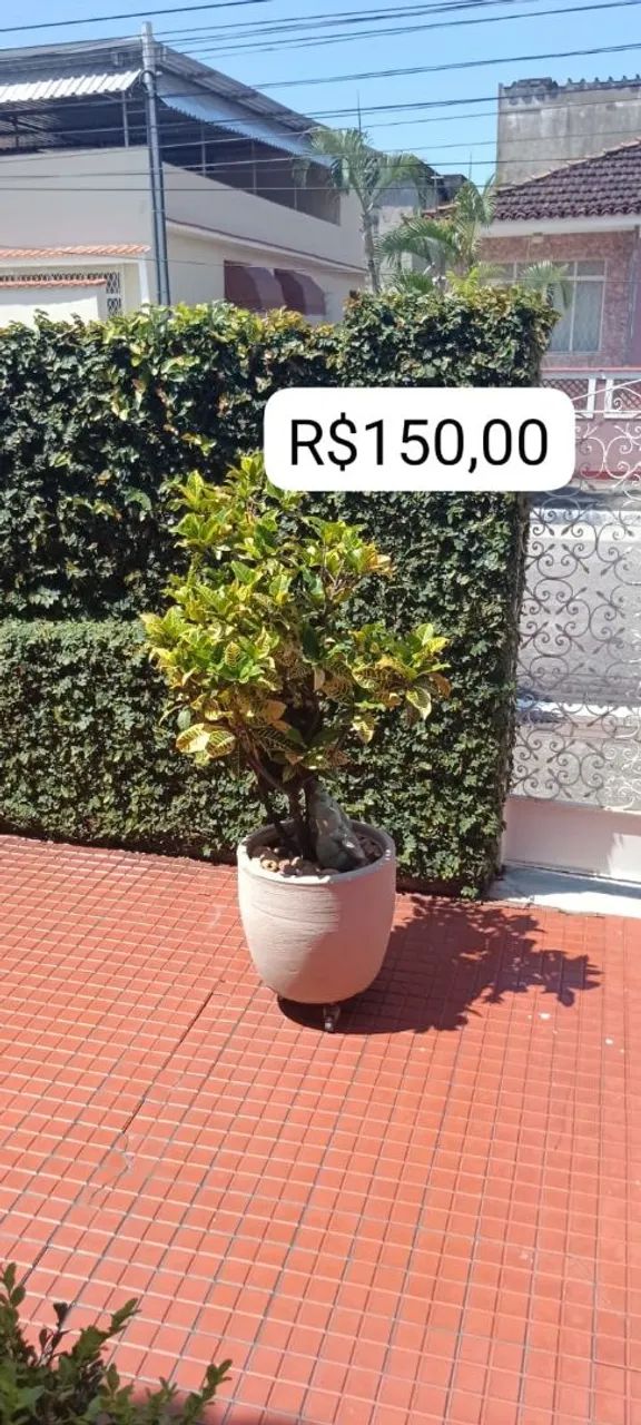 Plantas ? - Foto 4