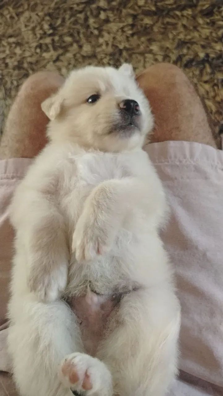 Pet - Foto 5