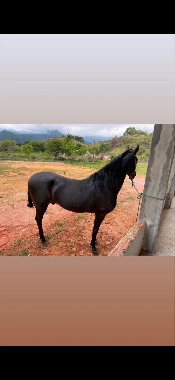 Vendo cavalo mangalarga marchador de competição 