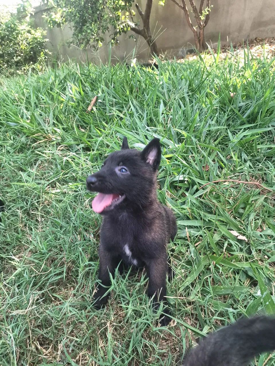 Pastor belga malinois  - Foto 4
