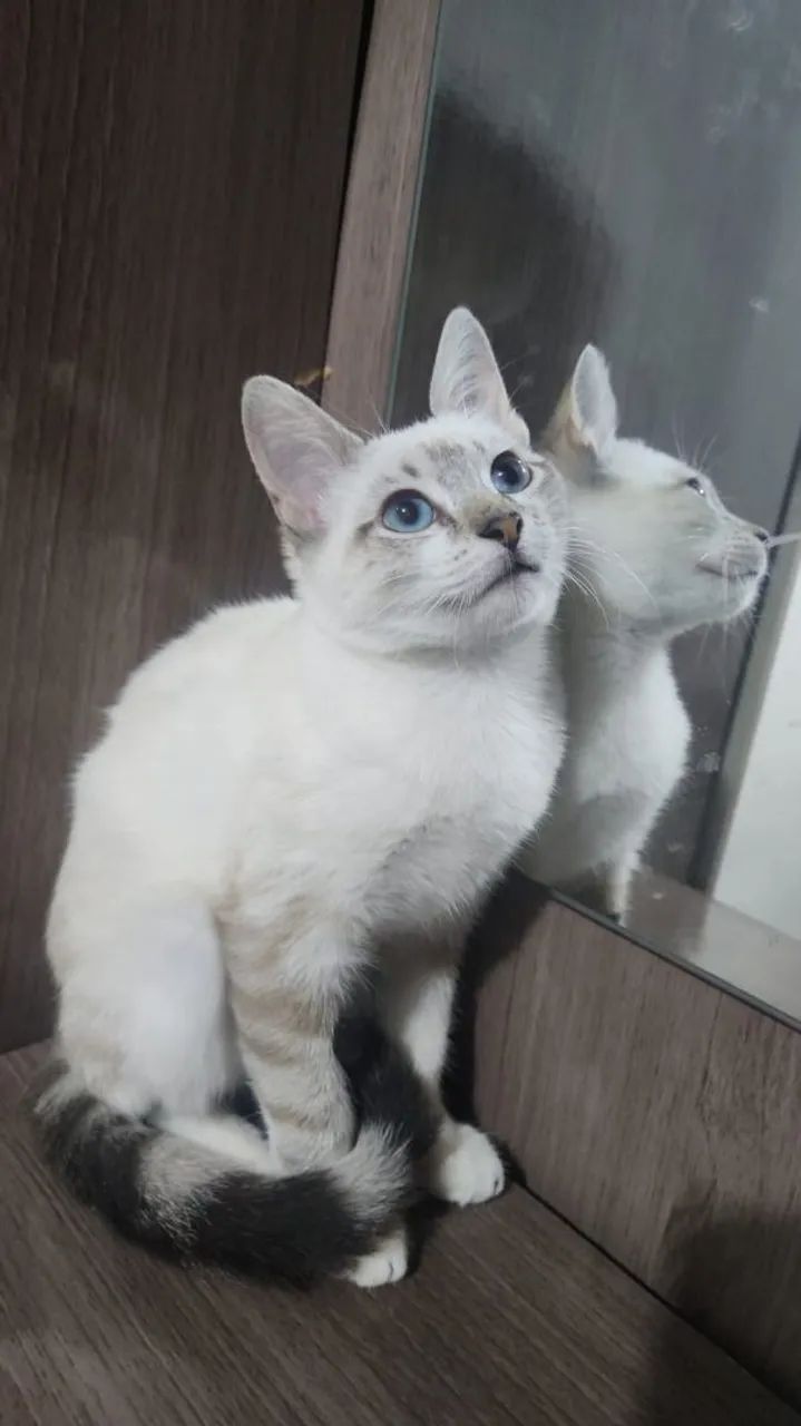 Adoção responsável ? - Foto 2