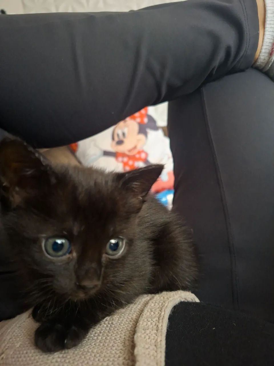 Dia gatinhas  - Foto 2