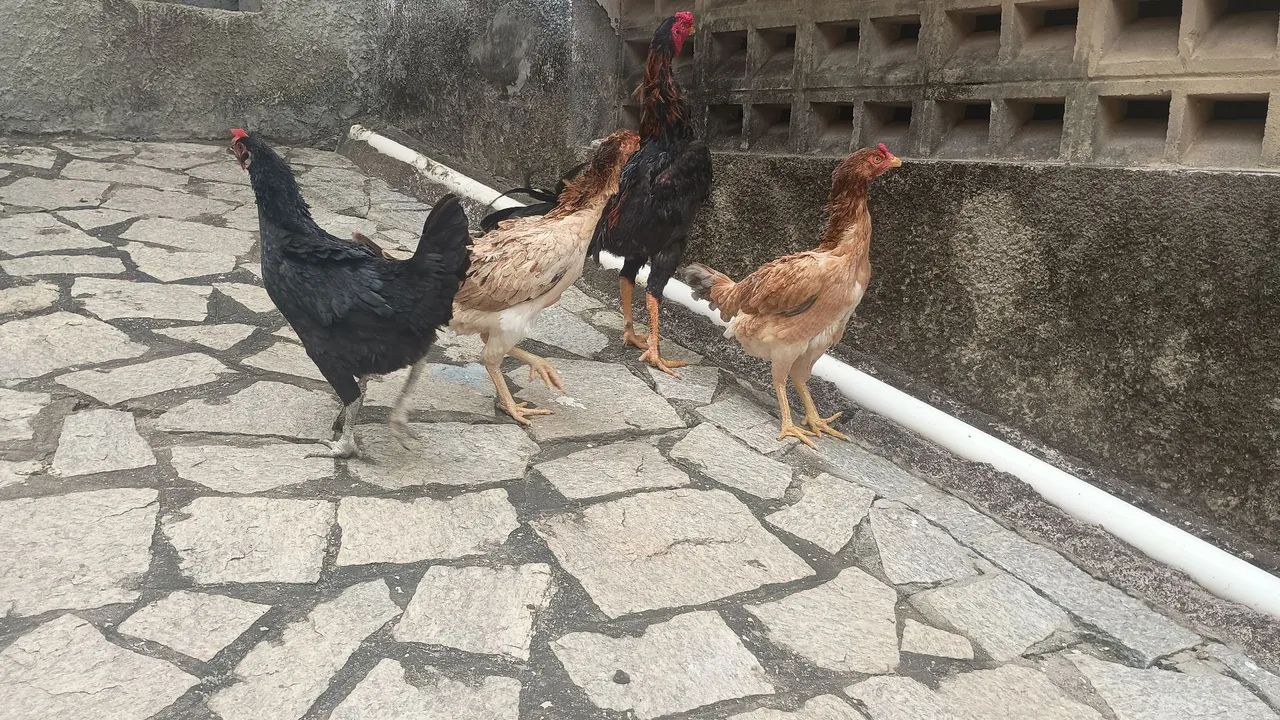 Galinhas para vender - Foto 2