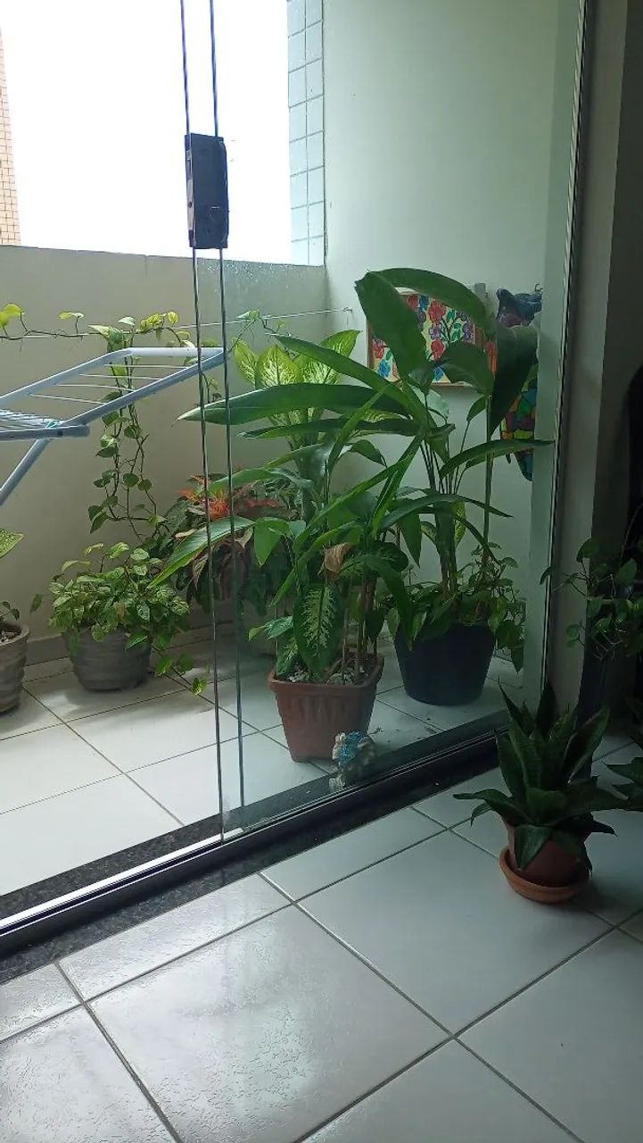 Plantas para Apartamento  - Foto 5