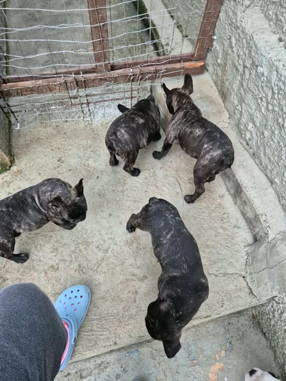Doacao buldogue  - Foto 2