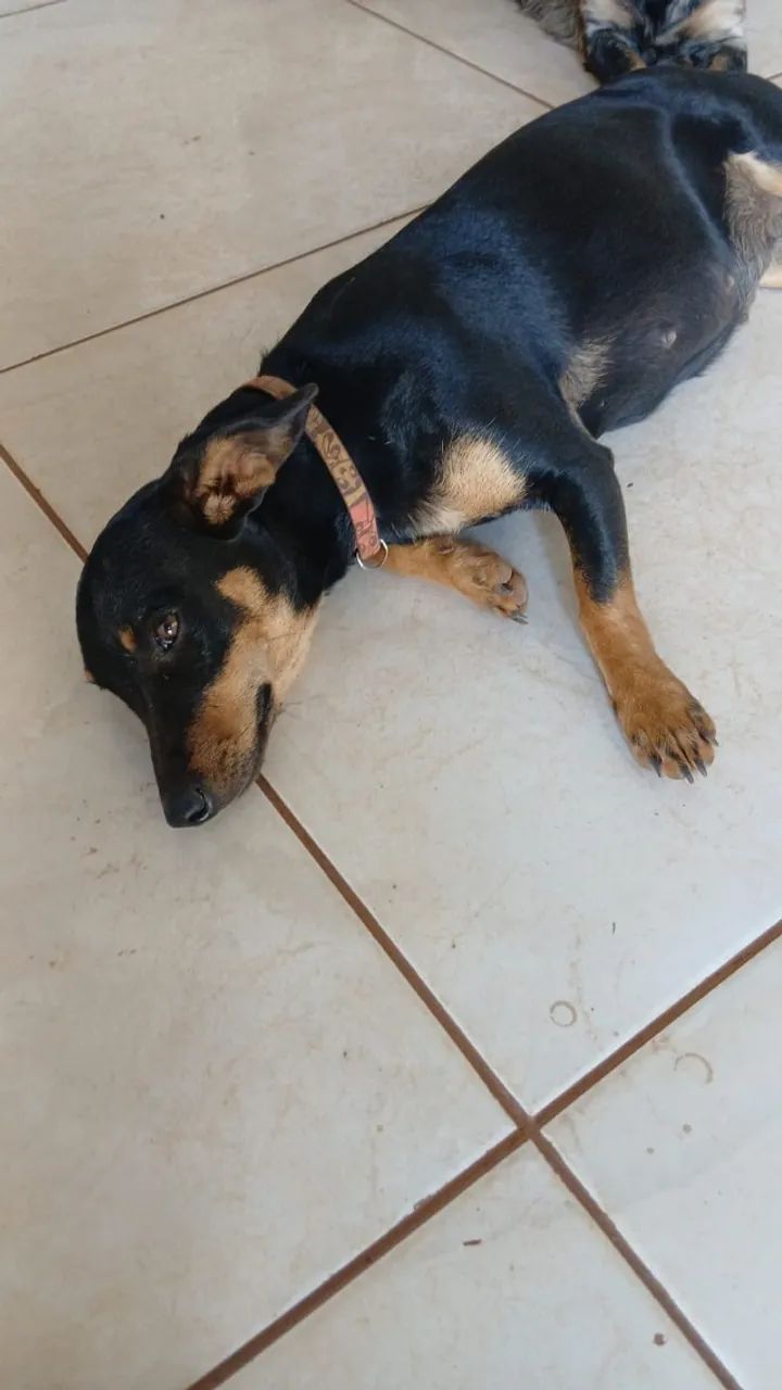 Doação de Cachorro - Foto 2