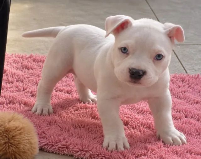 filhotes de american bully canil renomado - Foto 3