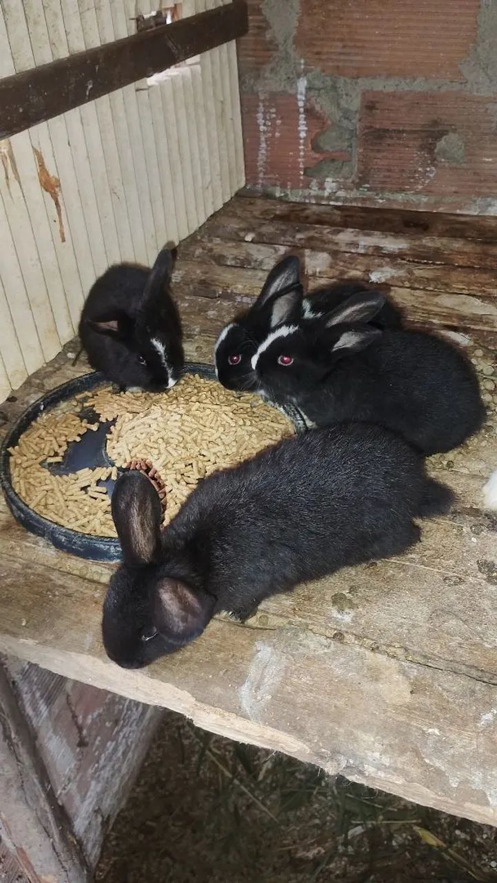 Coelhos 