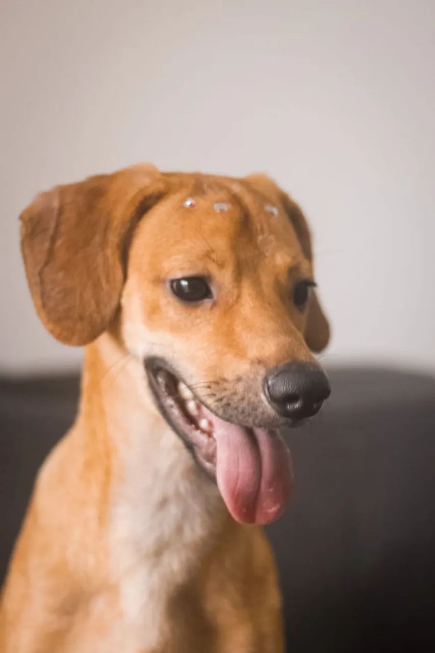 Cachorrinha castrada para adoção  - Foto 3