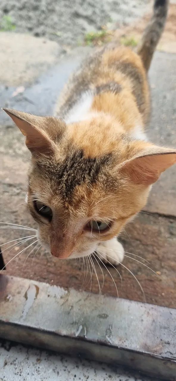 Gatinha - Foto 3