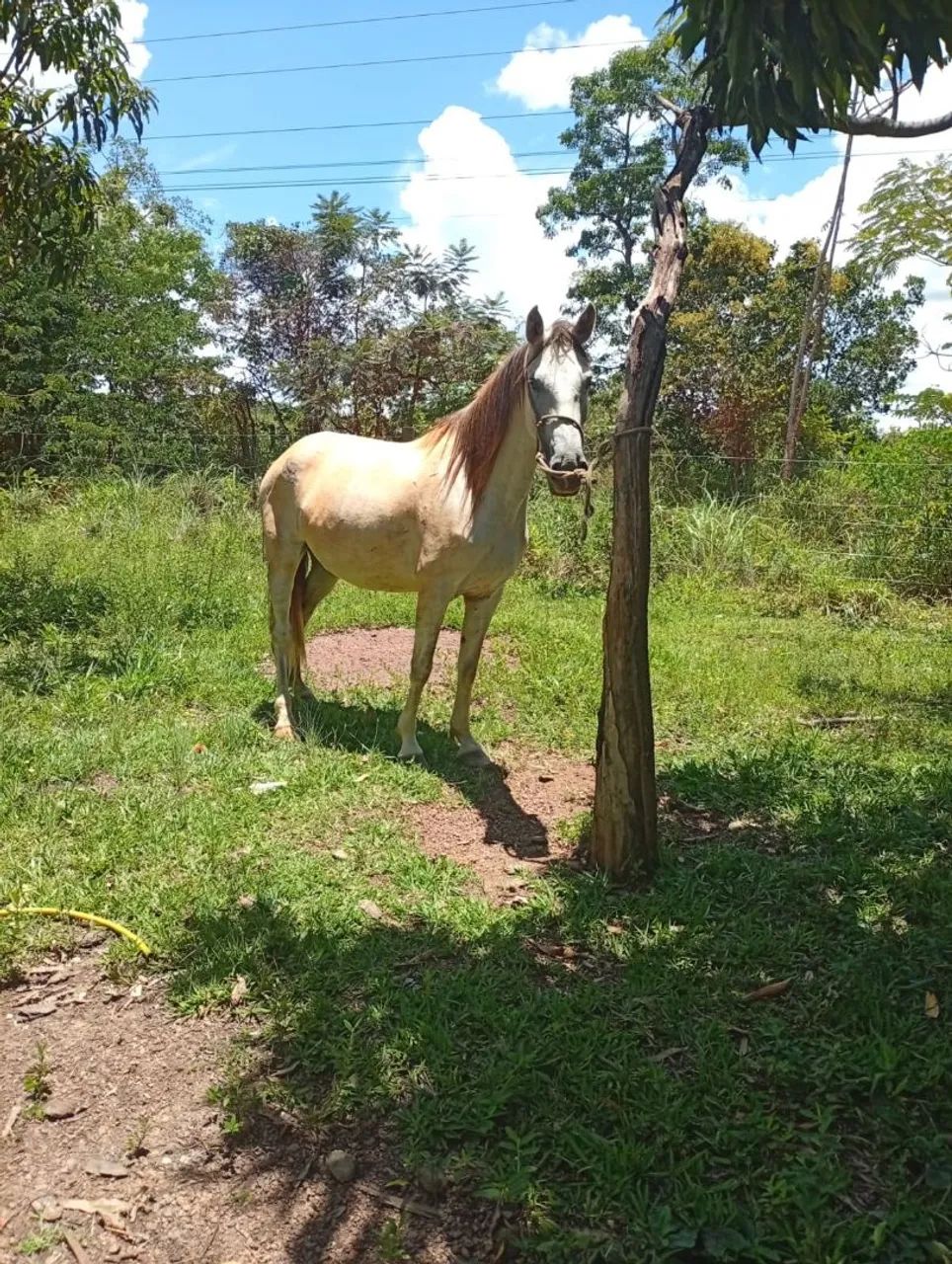 Égua prenha de qm aí moçada 2500