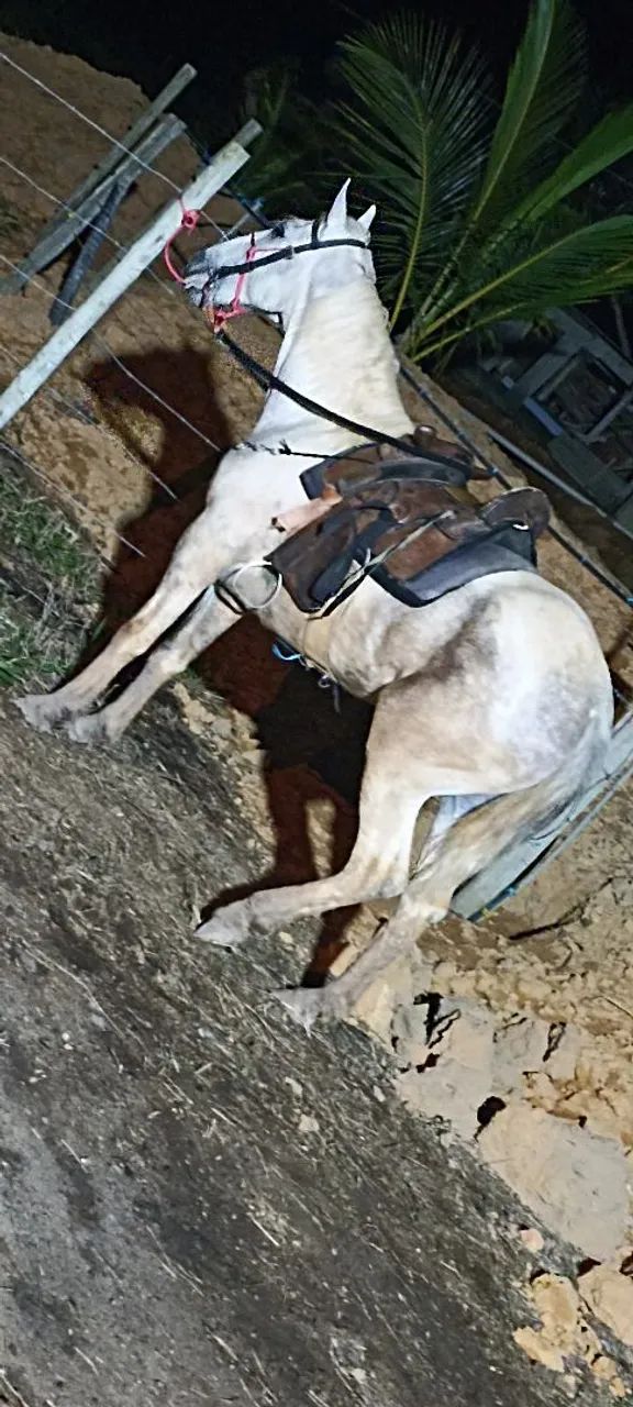 Cavalo - Foto 2