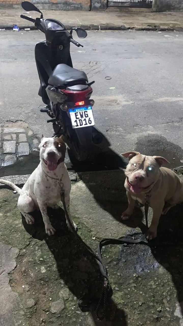 Pitbull  - Foto 2
