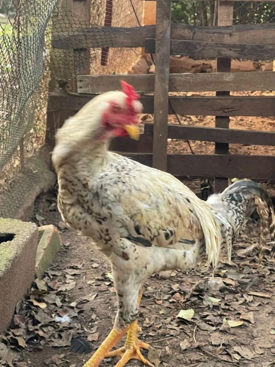 Frango caipira - Foto 4