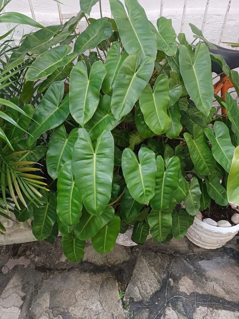 Planta  - Foto 3