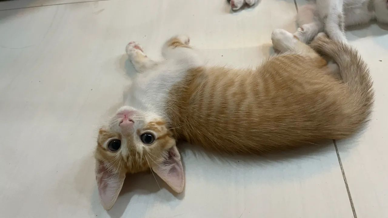 Gatinho macho - Adoção Responsável  - Foto 2