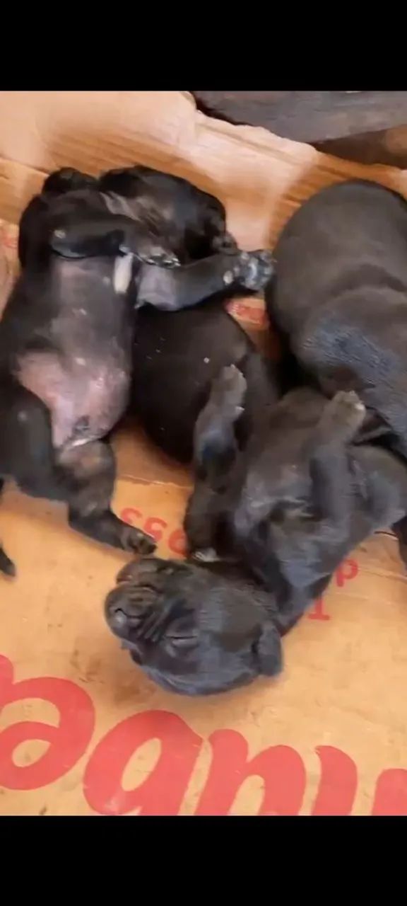Filhotes de Cane corso  - Foto 2
