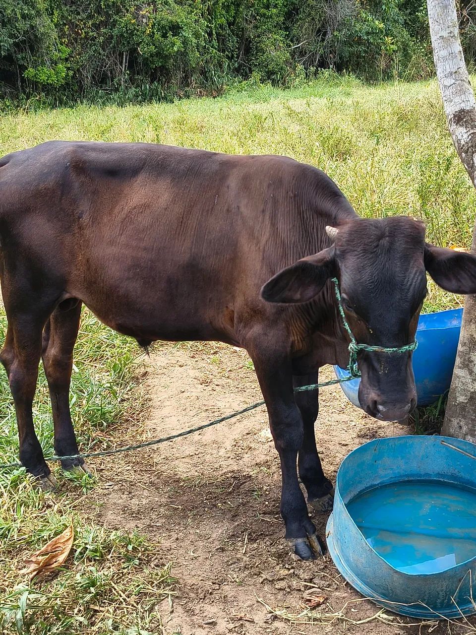Bezerro e vaca  buchuda 