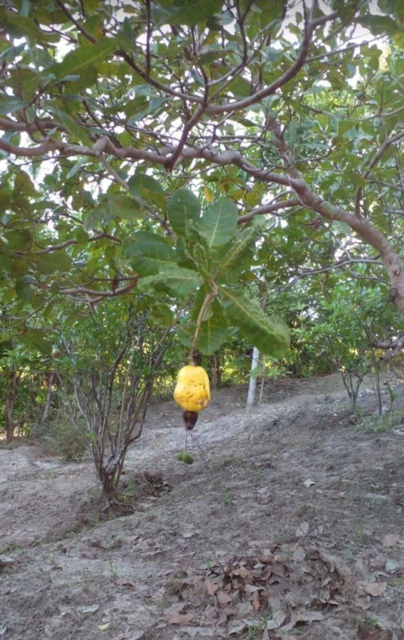 Vendo Terreno em São Cristóvão  - Foto 4