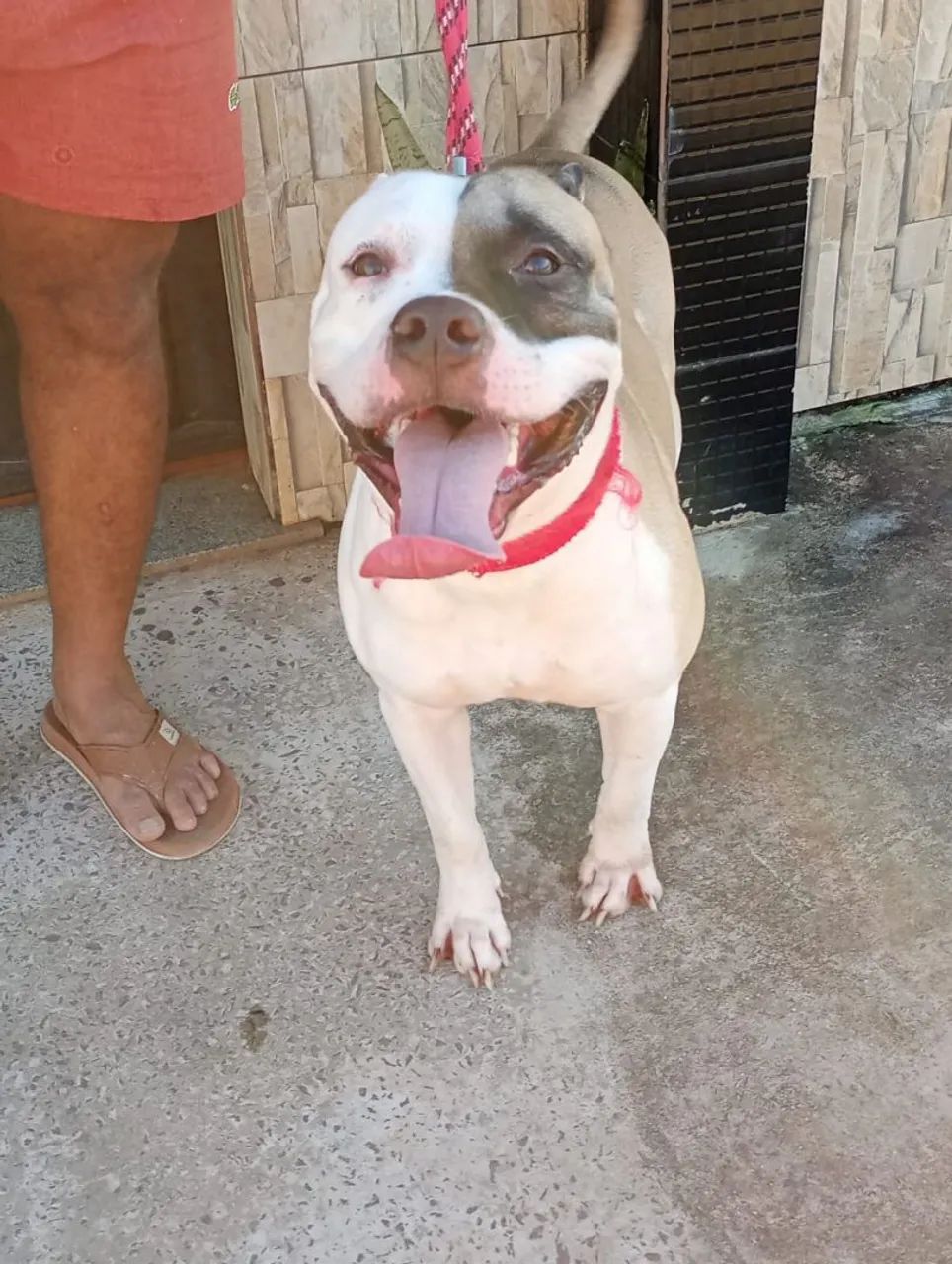 Pitbull pra doação 