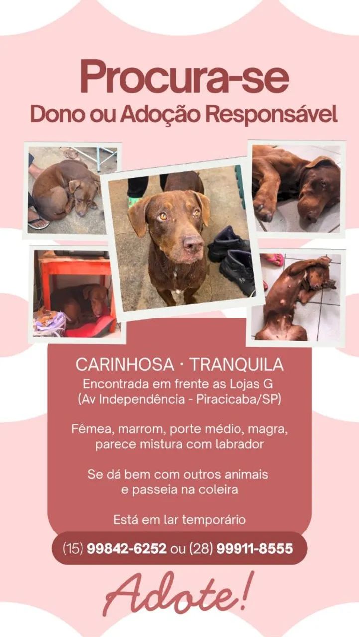 Adoção responsável 