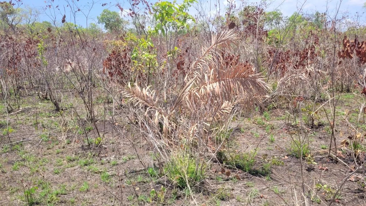 Grande Fazenda à Venda - Ideal para Agricultura e Pecuária