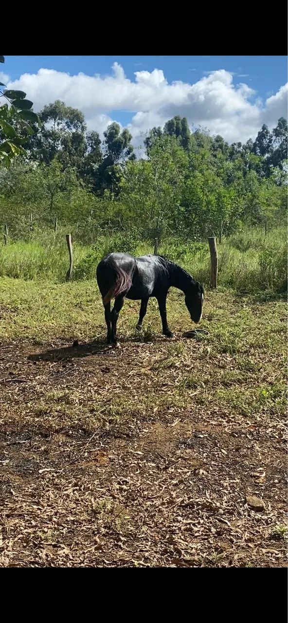 Égua quarto de milha  - Foto 4