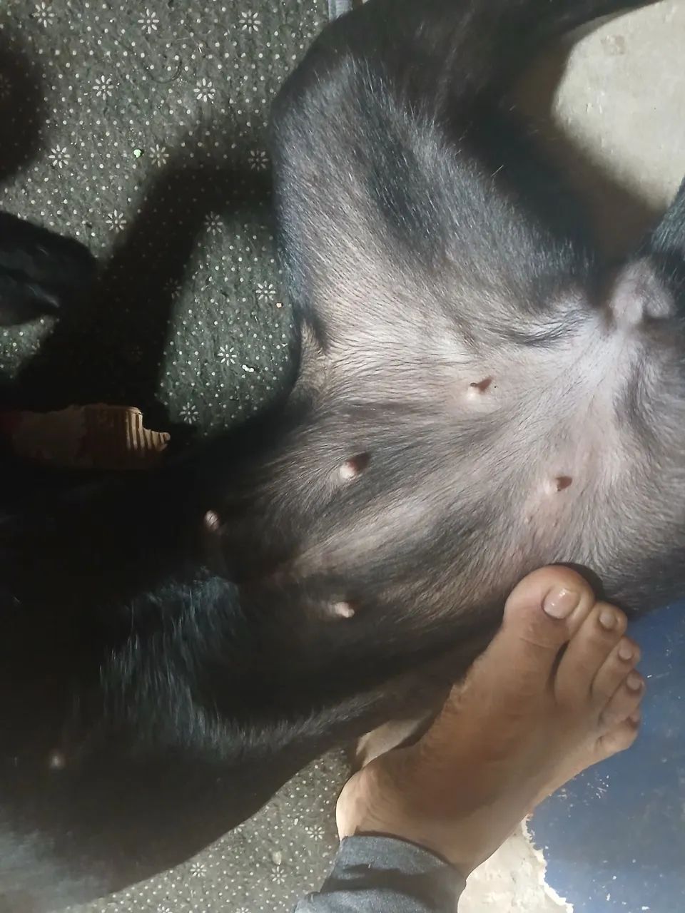 Adoção responsavel - Foto 5