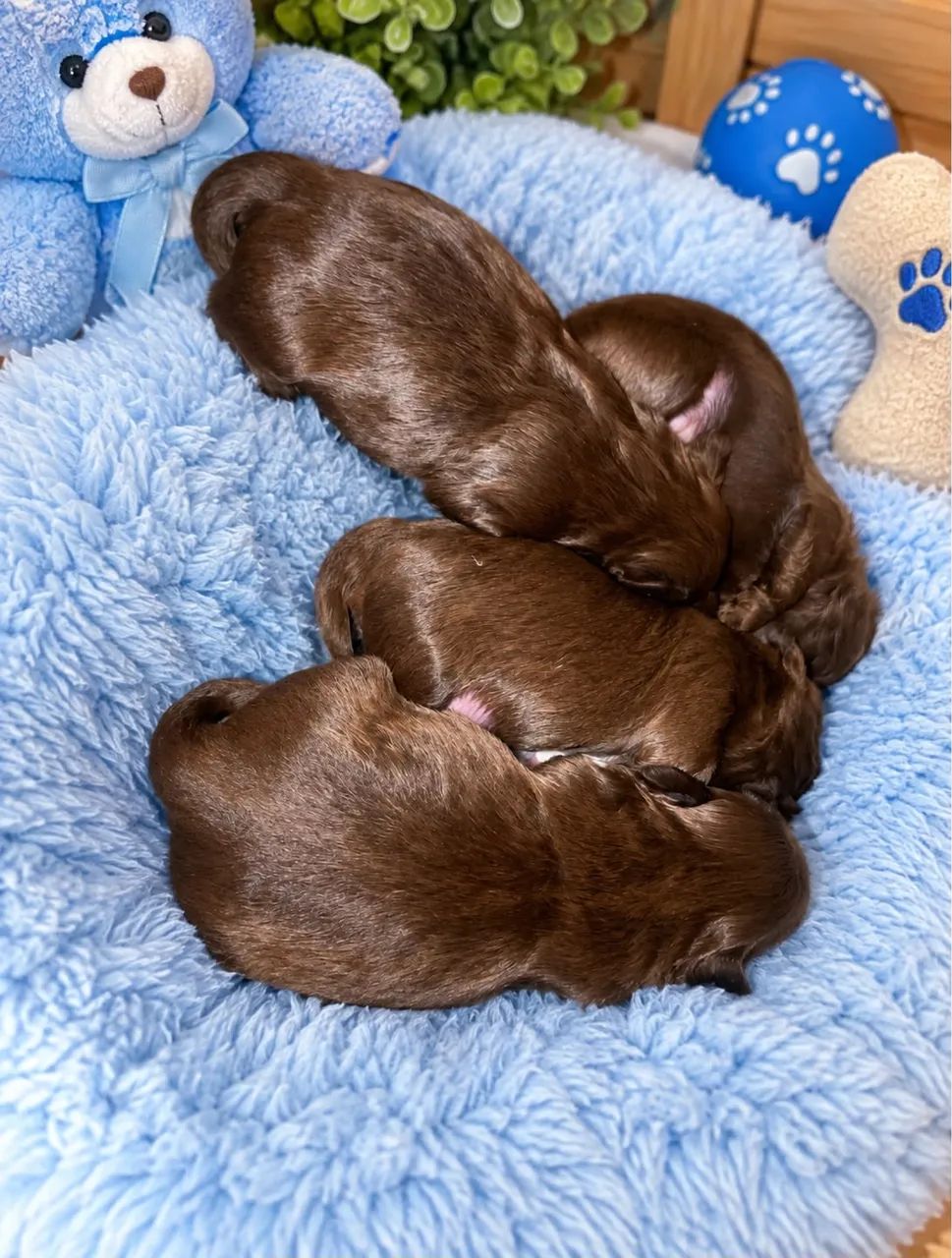 Shihtzu chocolate sólido 