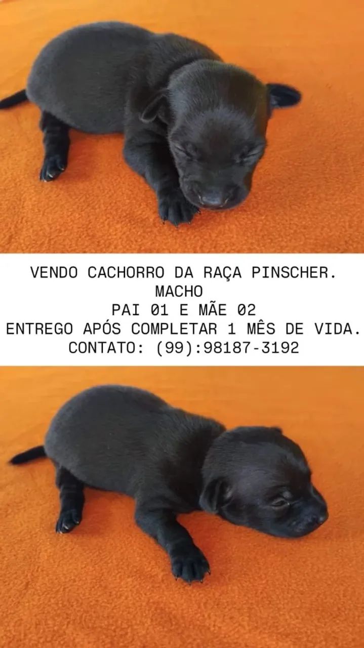 PINSCHER 