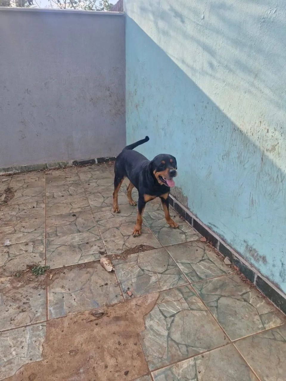 Estou doando esse cachorro  - Foto 2