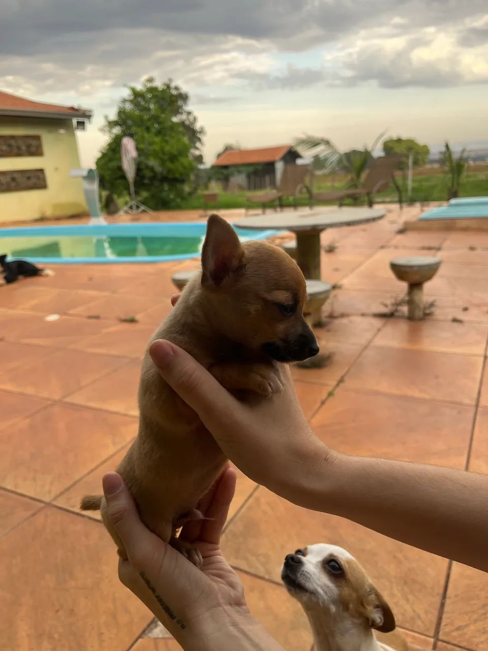PINSCHER ZERO  - Foto 5