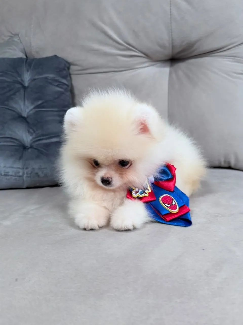 Spitz Alemão anão