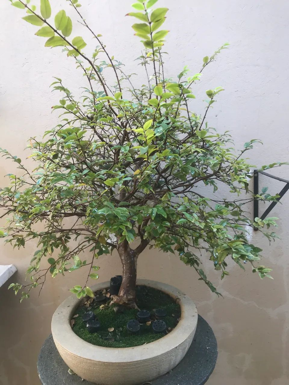 Bonsai Jabu