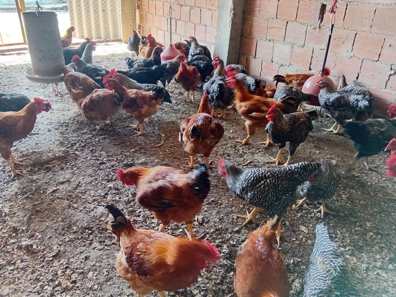 Frangos caipira  - Foto 4